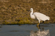 Aigrette garzette (Egretta garzetta - Little Egret)