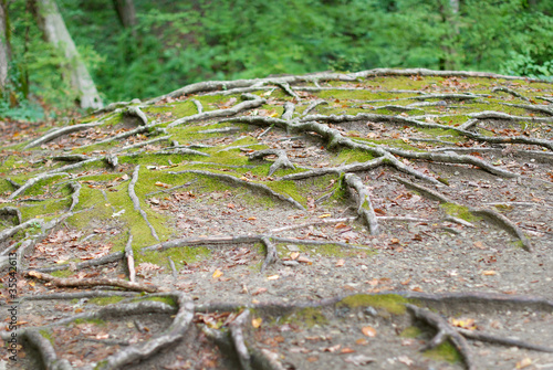 Photo: Tree roots Tree roots