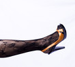 sexy legs orange shoes