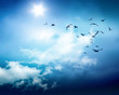 birds sky background