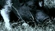 Schwein beim Essen