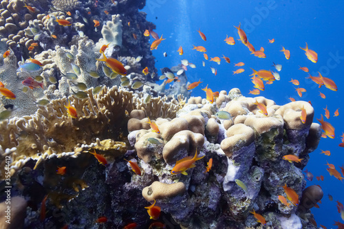 Foto: Korallenriff mit Fischen Korallenriff mit Fischen