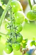 grüne Tomate