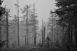 Waldsterben