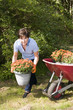female middle age senior gardener planting mums in yard