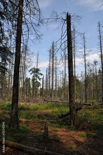 Foto: Waldsterben Waldsterben