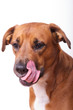 Boxer Hovawart Mix