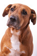 Boxer Hovawart Mix
