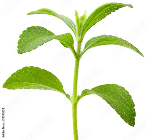 Photo: Stevia plant cutout Stevia plant cutout