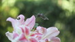 hummingbird feeds from pink Asiatic lilies