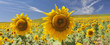Sunflowers