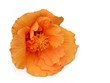 Hibiskusblüte