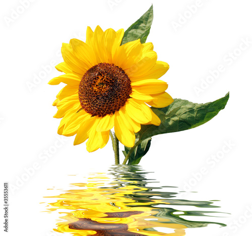 Photo: sonnenblume spiegelung sonnenblume spiegelung