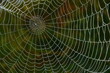 thick spiderweb in the dew