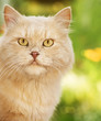 Ginger cat