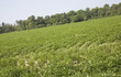 Photo: Soy bean field Soy bean field