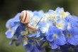 Snail