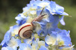 Snail