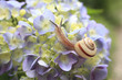 Snail