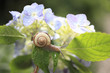 Snail