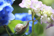 Snail