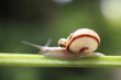 Snail