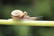 Snail