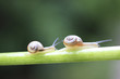 Snail