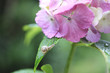 Snail
