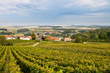 Vineyards Vineyards