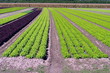 plantation de salades