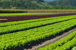 plantation de salades