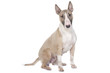 bull terrier assis de trois quart bull terrier assis de trois quart