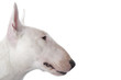 tête typique du bull terrier de profil tête typique du bull terrier de profil