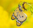 Butterfly yellow