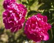 Two pink peony