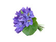 Pansies wood violets flowers a bouquet