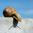 Snail