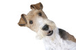 porträt von fox terrier porträt von fox terrier