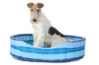 fox terrier de profil dans son panier en tissu bleu fox terrier de profil dans son panier en tissu bleu