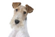 portrait de fox terrier éveillé portrait de fox terrier éveillé
