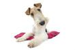 air rigolo du jeune fox terrier air rigolo du jeune fox terrier