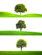 Trees collection