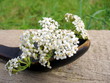 white Achillea Millefolium in a wooden spoon