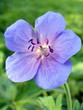 Blue  Geranium pratense flower