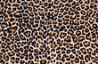 Foto: abstract texture of leopard fur (skin) abstract texture of leopard fur (skin)