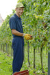 weinlese 2