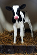 Kalb