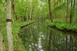 Der Spreewald