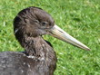 Foto: Schwarzstorch Schwarzstorch